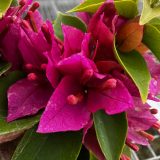 Bougainvillea Pixie Pink Bougainvillea Pixie Pink