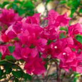 Bougainvillea Pixie Pink P10bouppn - Garden Express Australia