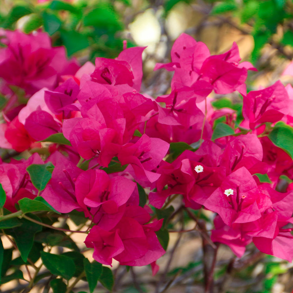 Bougainvillea Pixie Pink Bougainvillea Pixie Pink