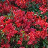 Bougainvillea Scarlet Ohara P10bousoh - Garden Express Australia