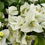 Bougainvillea White Cascade Bougainvillea White Cascade