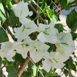Bougainvillea White Cascade P10bouwcd - Garden Express Australia