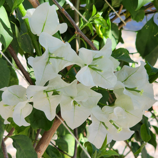 Bougainvillea White Cascade Bougainvillea White Cascade
