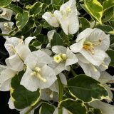 Bougainvillea White Stripe Bougainvillea White Stripe