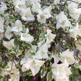 Bougainvillea White Stripe P10bouwst - Garden Express Australia