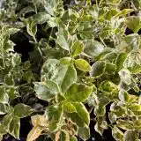 Bougainvillea White Stripe Bougainvillea White Stripe