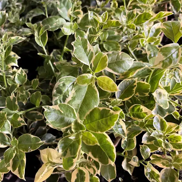 Bougainvillea White Stripe Bougainvillea White Stripe