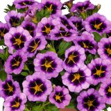 Calibrachoa Tik Tok Grape Calibrachoa Tik Tok Grape