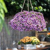 Calibrachoa Tik Tok Grape P68calttg - Garden Express Australia