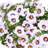 Calibrachoa Tik Tok White Calibrachoa Tik Tok White