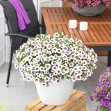 Calibrachoa Tik Tok White P68calttw - Garden Express Australia