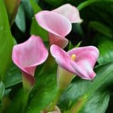 Calla Lily Durban- Potted