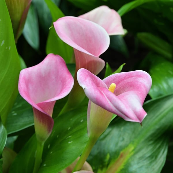 Calla Lily Durban- Potted
