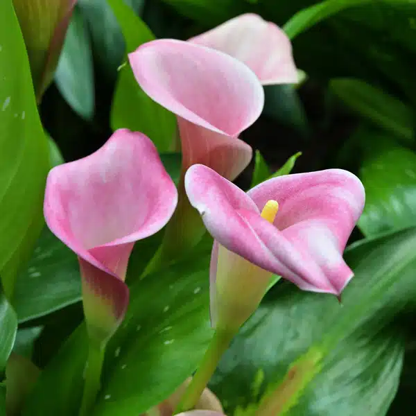 Calla Lily Durban- Potted