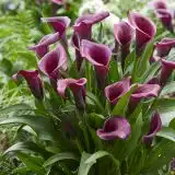 Calla Lily Durban P14caldur - Garden Express Australia