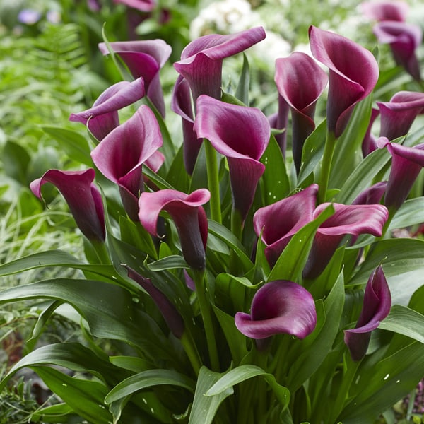 Calla Lily Durban- Potted Calla Lily Durban- Potted