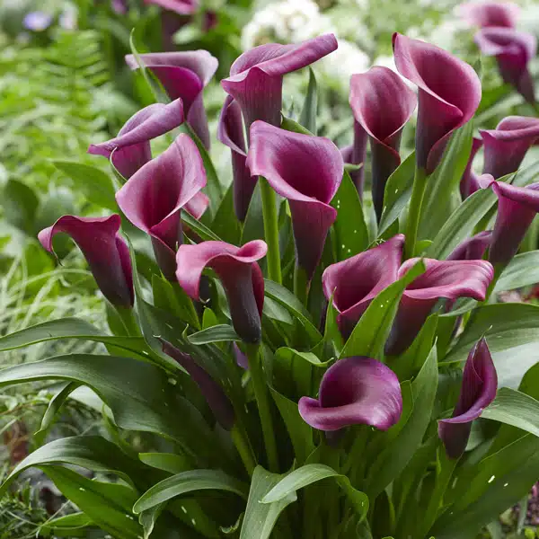 Calla Lily Durban- Potted