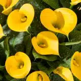 Calla Lily Sunya- Potted Calla Lily Sunya- Potted