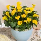 Calla Lily Sunya P14calsun - Garden Express Australia