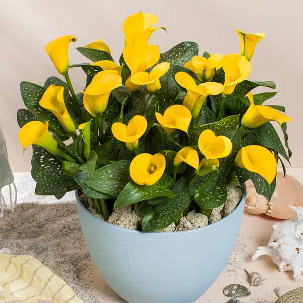 Calla Lily Sunya- Potted