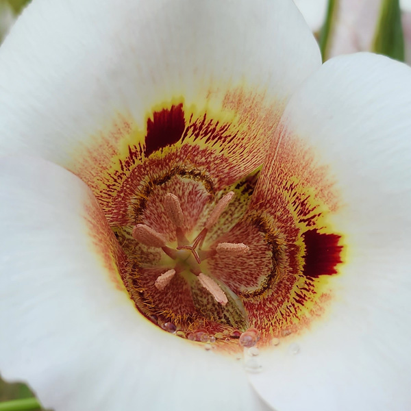 Calochortus Vestae
