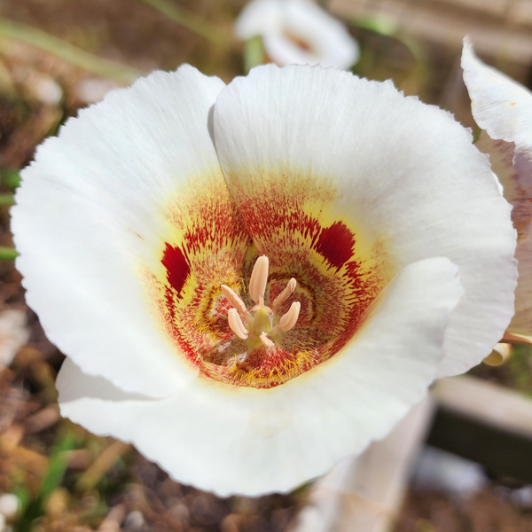 Calochortus Vestae