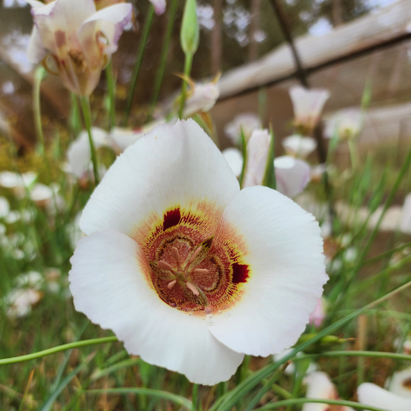 Calochortus Vestae