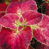 Coleus Bloody Mary