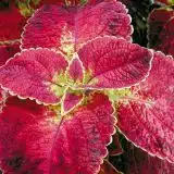 Coleus Bloody Mary P12colbma - Garden Express Australia