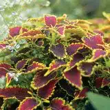 Coleus Daiquiri P12coldai - Garden Express Australia