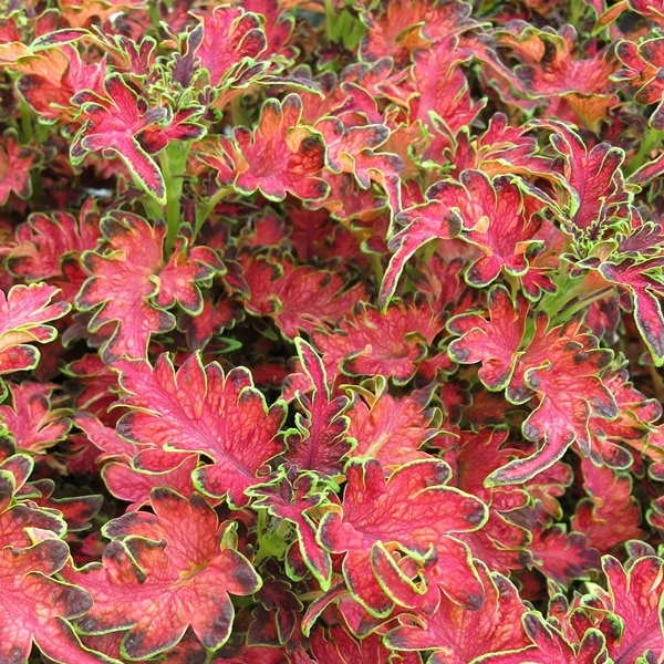 Coleus Planters Punch