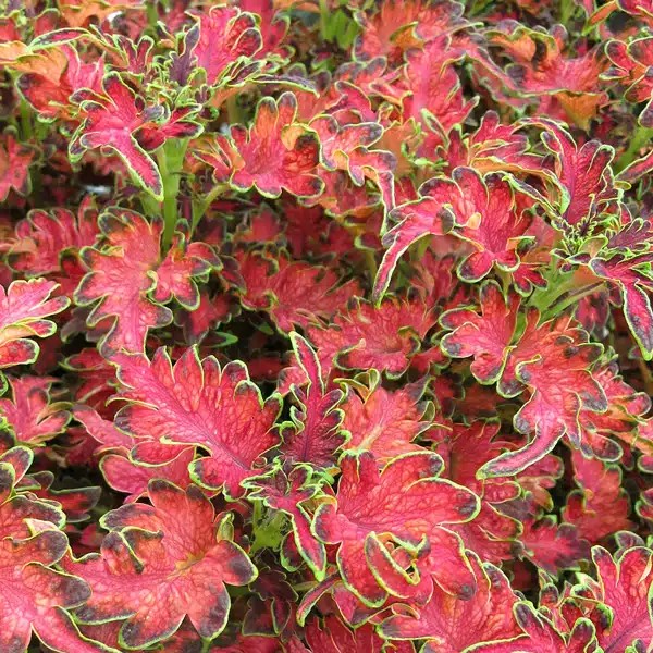 Coleus Planters Punch