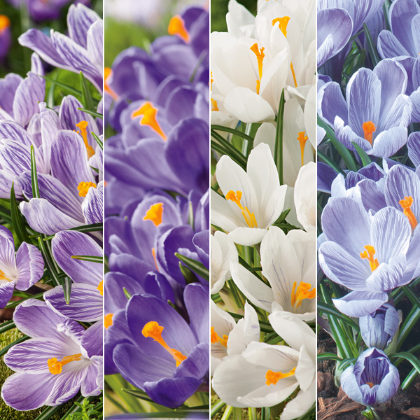 Crocus Collection