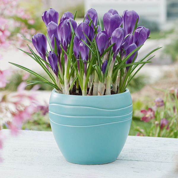 Crocus Flower Record