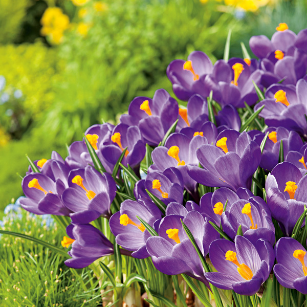 Crocus Flower Record