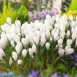 Crocus Pickwick Crocus Pickwick