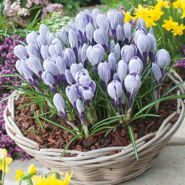 Crocus King Of The Striped