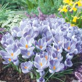 Crocus King Of The Striped 3 Pkcrokos 2026 - Garden Express Australia