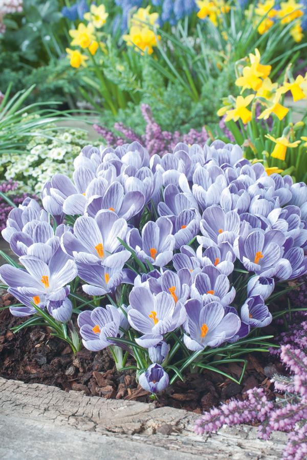Crocus King Of The Striped