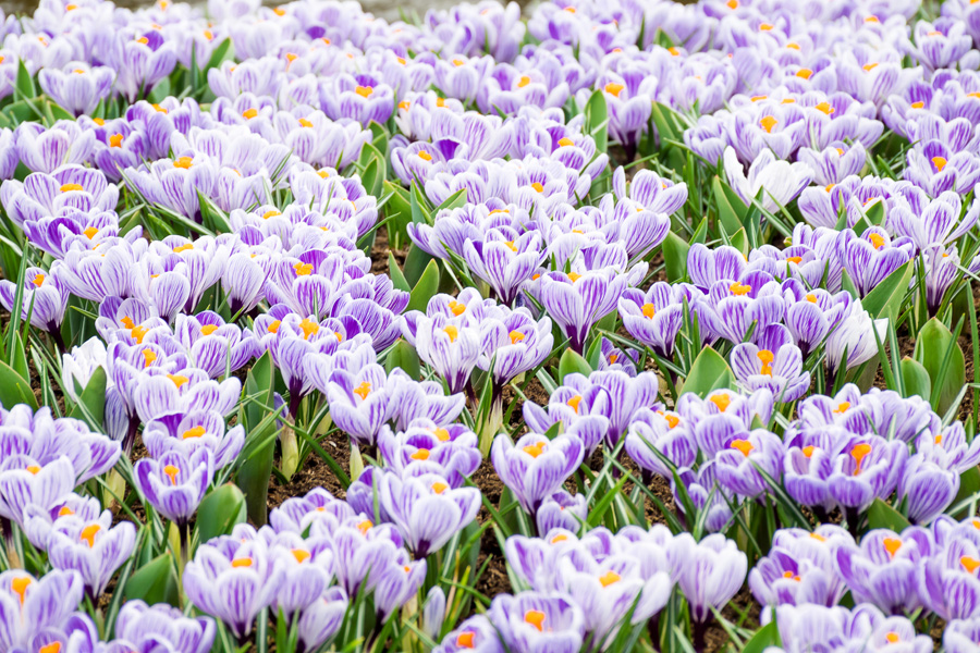 Crocus Pickwick