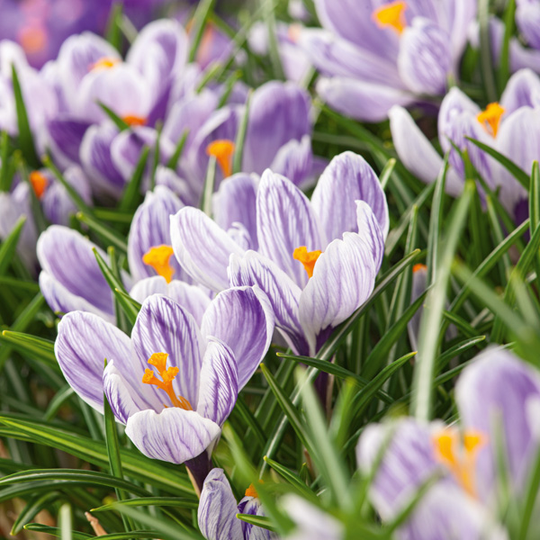 Crocus Pickwick Crocus Pickwick
