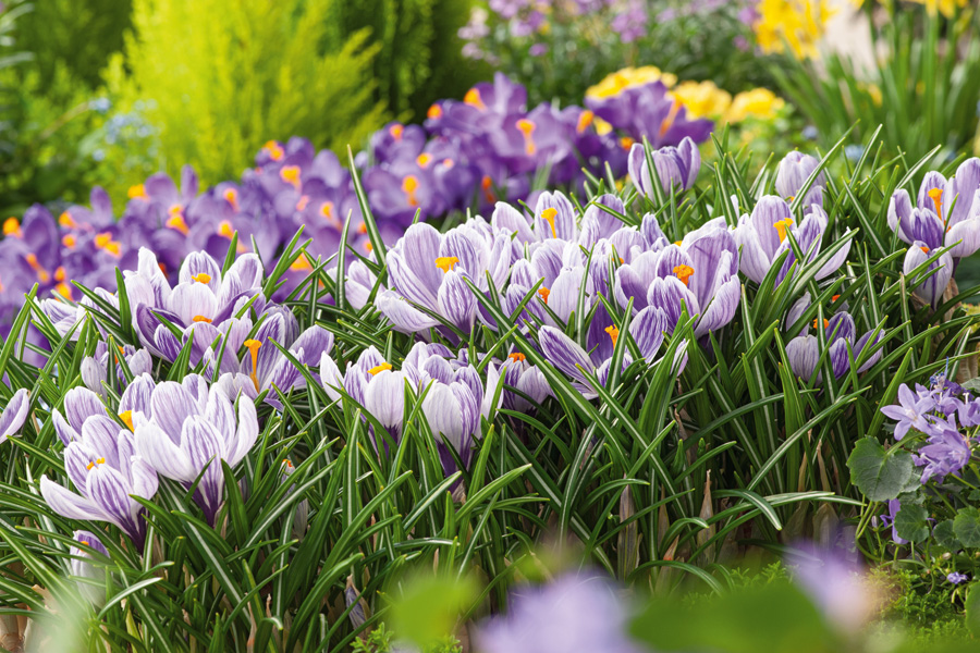 Crocus Pickwick Crocus Pickwick