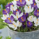 Crocus Purple White Blend 1 Pkcropwb 2026 - Garden Express Australia