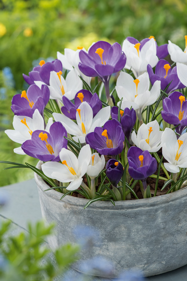 Crocus Purple & White Blend Crocus Purple & White Blend