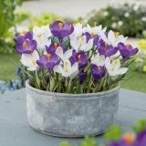Crocus Purple & White Blend Crocus Purple & White Blend