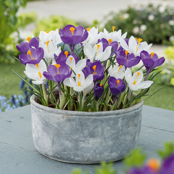 Crocus Purple & White Blend Crocus Purple & White Blend