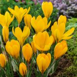 Crocus Yellow Mammoth 1 Pkcroyma 2026 - Garden Express Australia