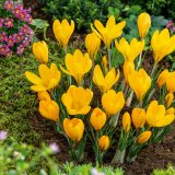 Crocus Yellow Mammoth Crocus Yellow Mammoth