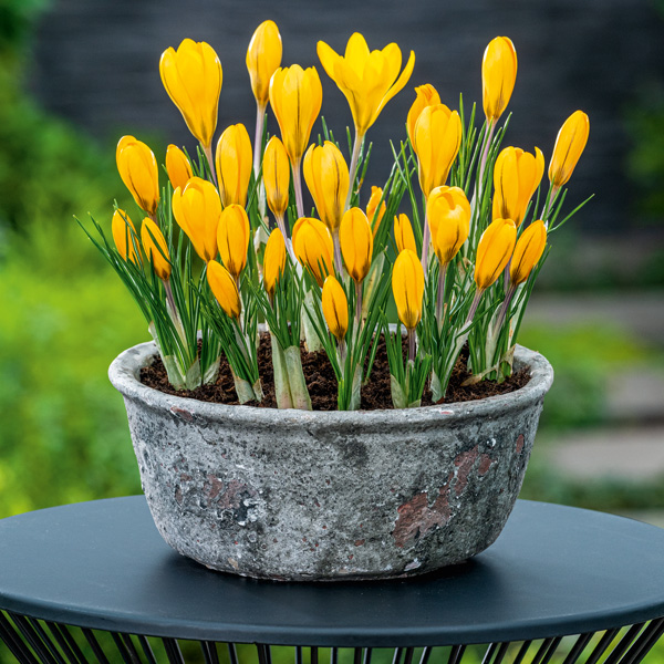 Crocus Yellow Mammoth