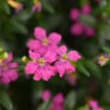 Cuphea Floriglory Diana